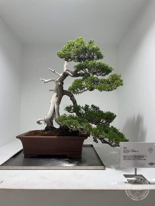 TRADMAN'S TOKYO -MARUNOUCHI BONSAI STORE- — storefront