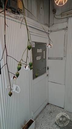 itocaci — photo