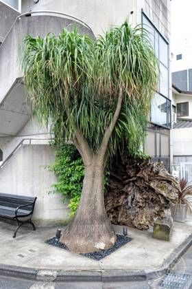 Nepenthes Tokyo — photo