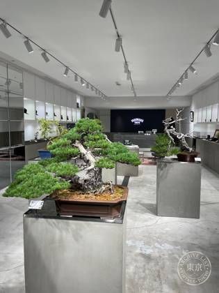 TRADMAN'S TOKYO -MARUNOUCHI BONSAI STORE- — photo